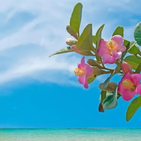 La Conchiglia Nissi Front With Pool & Sea View Villa Agia Napa