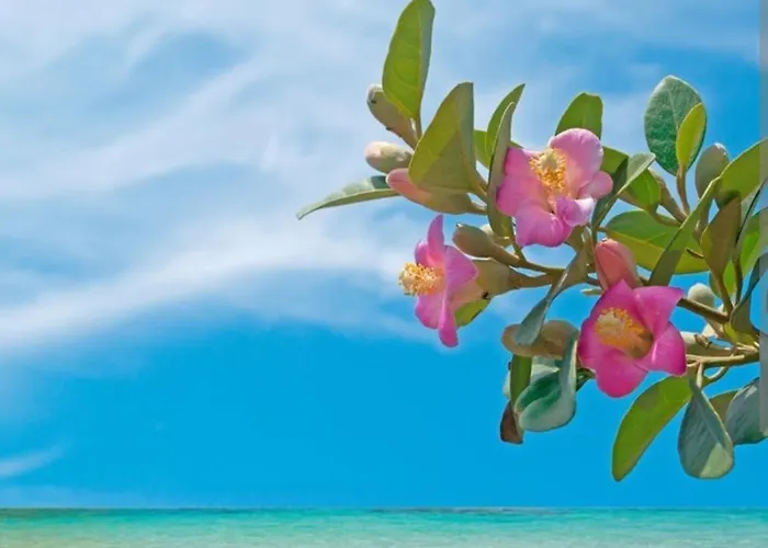 La Conchiglia Nissi Front With Pool & Sea View Villa Agia Napa